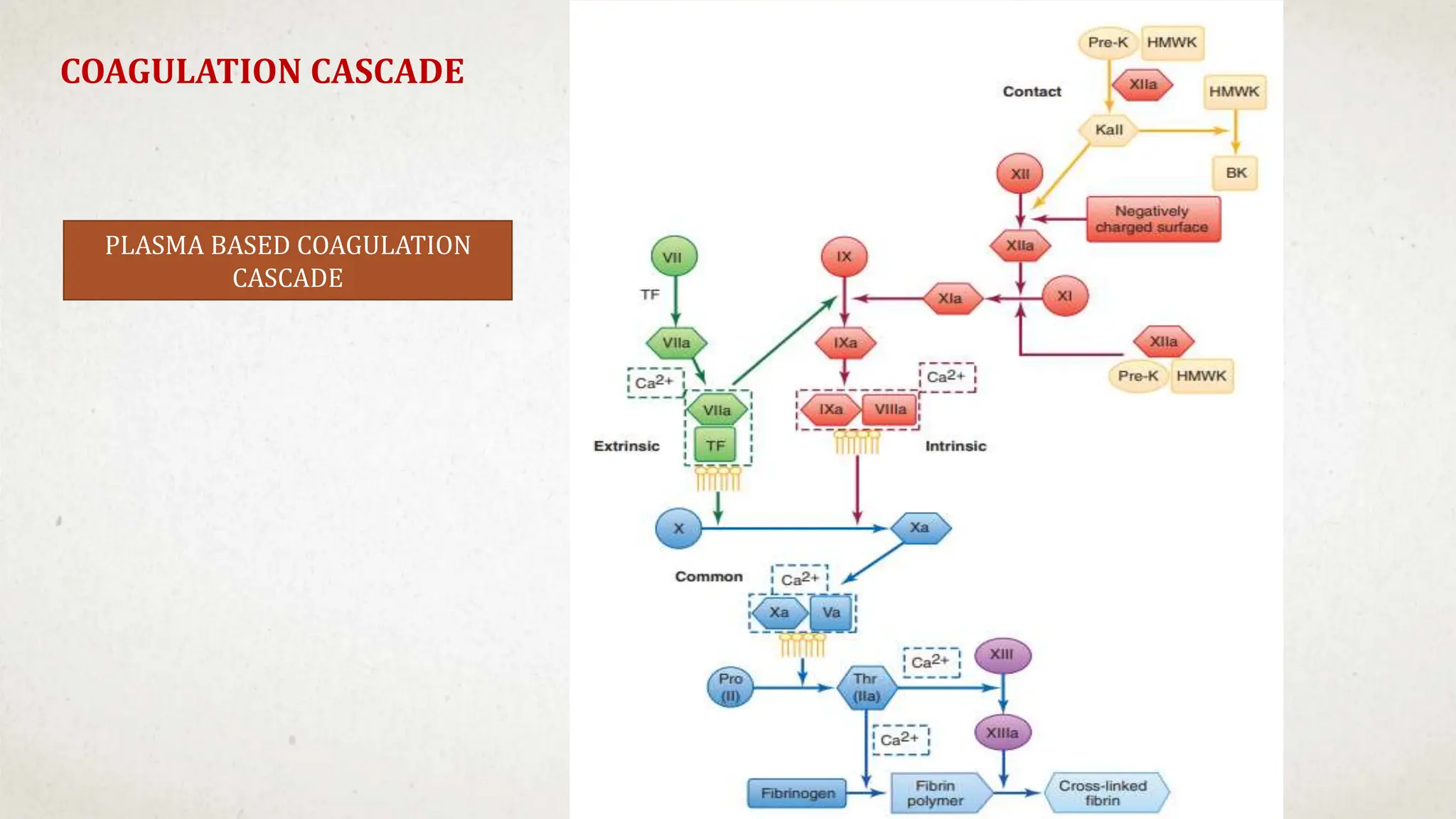 COAGULATION CASCADE
PLASMA BASED COAGULATION
CASCADE
 
