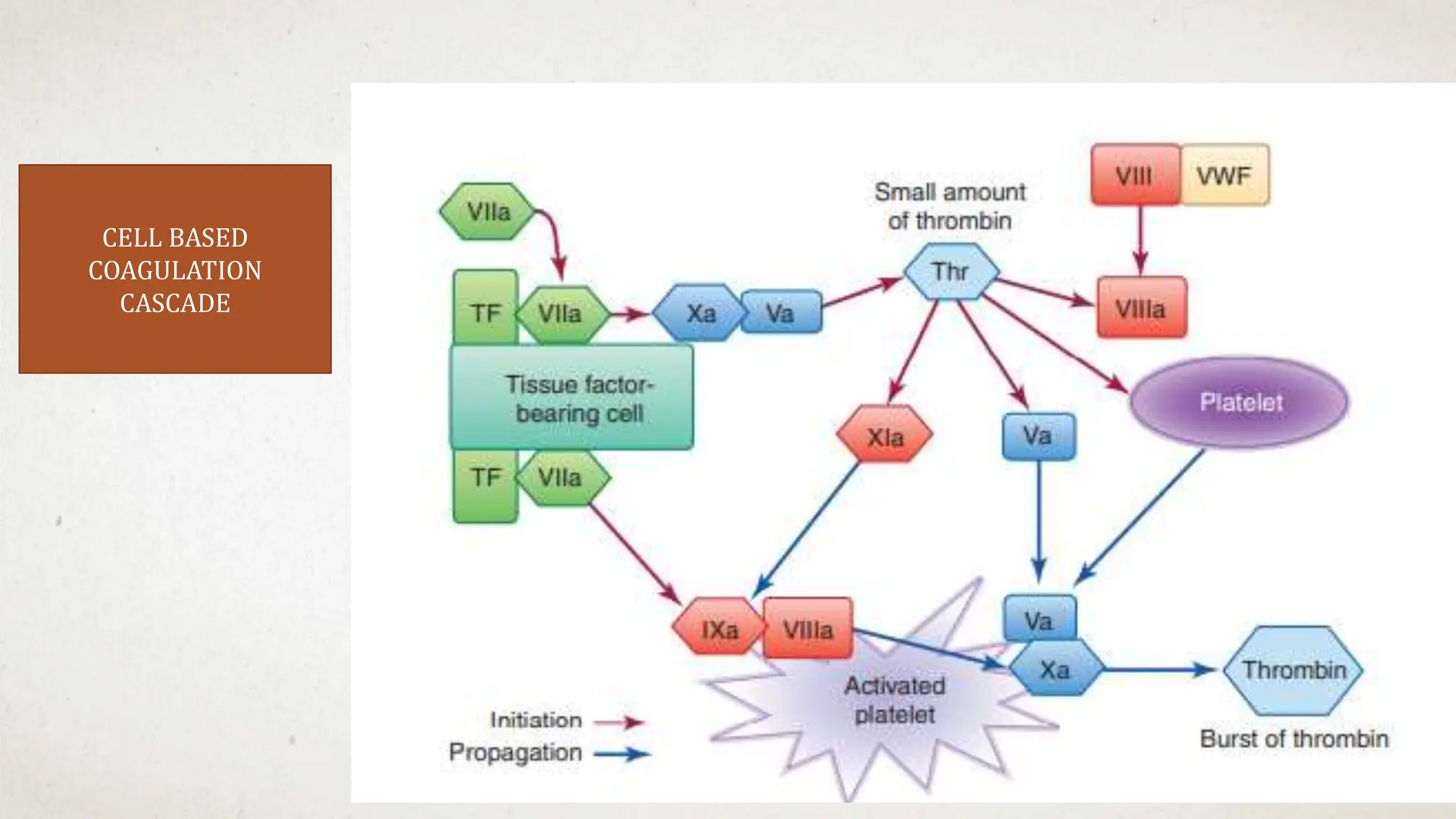 CELL BASED
COAGULATION
CASCADE
 
