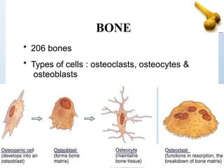 BONE
• 206 bones
• Types of cells : osteoclasts, osteocytes &
osteoblasts
 