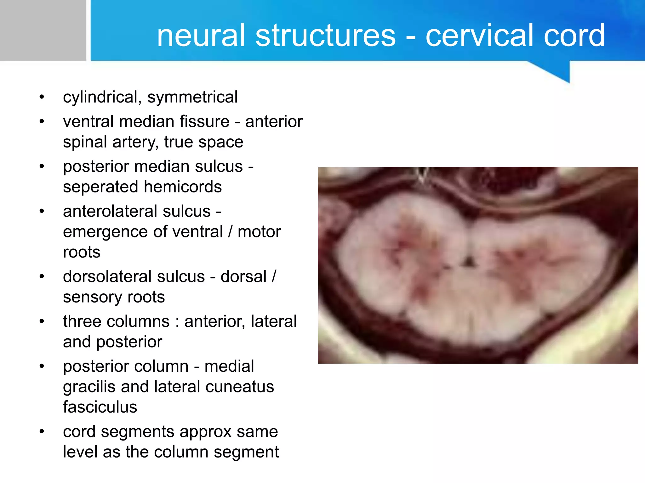 neural structures - cervical cord
• cylindrical, symmetrical
• ventral median fissure - anterior
spinal artery, true space
• posterior median sulcus -
seperated hemicords
• anterolateral sulcus -
emergence of ventral / motor
roots
• dorsolateral sulcus - dorsal /
sensory roots
• three columns : anterior, lateral
and posterior
• posterior column - medial
gracilis and lateral cuneatus
fasciculus
• cord segments approx same
level as the column segment
 