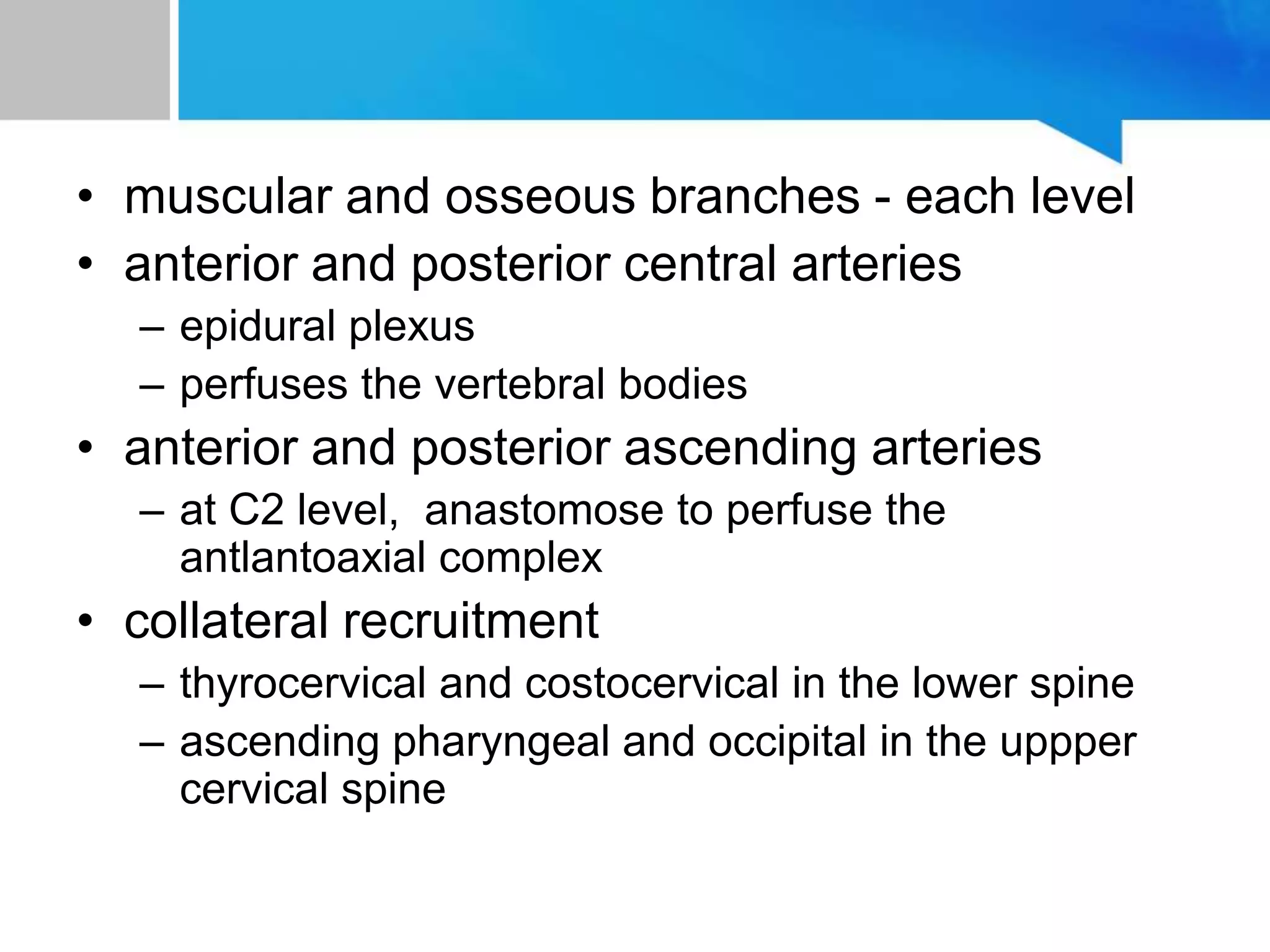 • muscular and osseous branches - each level
• anterior and posterior central arteries
– epidural plexus
– perfuses the vertebral bodies
• anterior and posterior ascending arteries
– at C2 level, anastomose to perfuse the
antlantoaxial complex
• collateral recruitment
– thyrocervical and costocervical in the lower spine
– ascending pharyngeal and occipital in the uppper
cervical spine
 