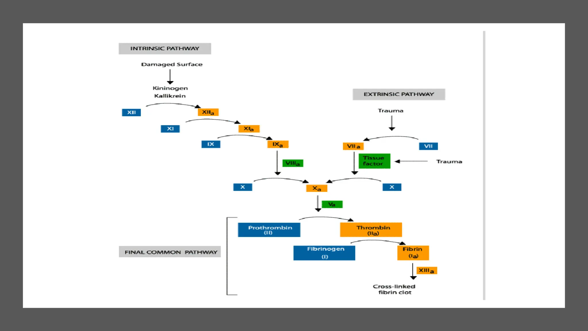 Approach to coagulation disorders ppt.pptx