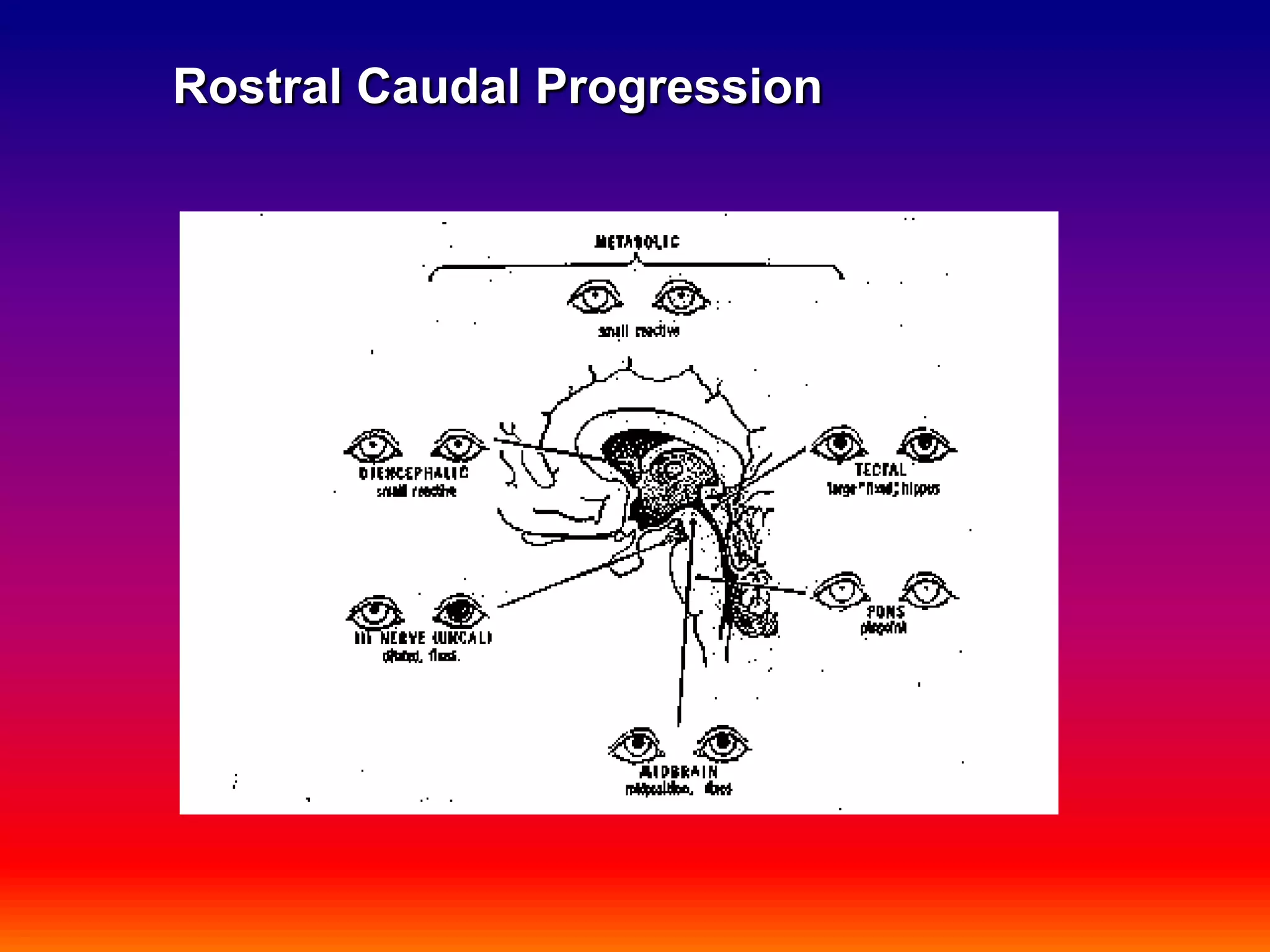 Rostral Caudal Progression