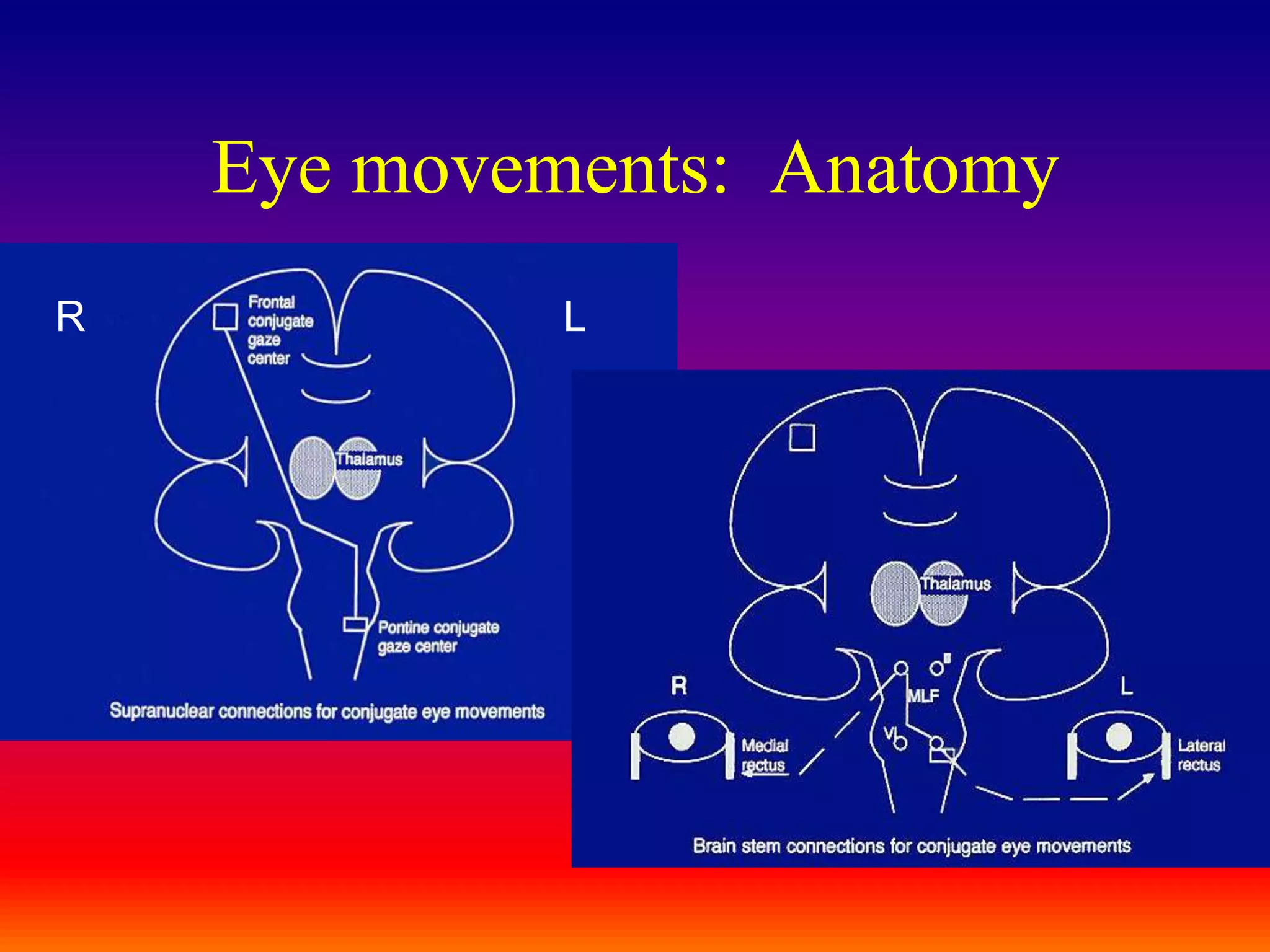 Eye movements:  AnatomyRL