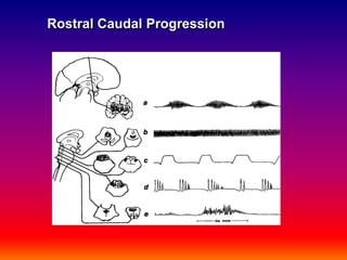 Rostral Caudal Progression