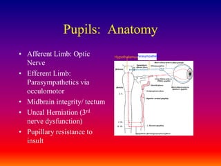 Pupils:  AnatomyAfferent Limb: Optic NerveEfferent Limb: Parasympathetics via occulomotorMidbrain integrity/ tectumUncal Herniation (3rd nerve dysfunction)Pupillary resistance to insultParasympatheticHypothalamus