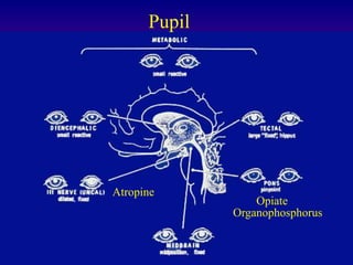 PupilAtropineOpiateOrganophosphorus