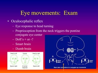 Eye movements:  ExamOculocephalic reflexEye response to head turningProprioception from the neck triggers the pontine conjugate eye centerDoll’s + or -?Smart brainDumb brain