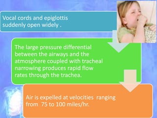 Vocal cords and epiglottis
suddenly open widely .
The large pressure differential
between the airways and the
atmosphere coupled with tracheal
narrowing produces rapid flow
rates through the trachea.
Air is expelled at velocities ranging
from 75 to 100 miles/hr.
 
