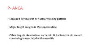 P- ANCA
• Localized perinuclear or nuclear staining pattern
• Major target antigen is Myeloperoxidase
• Other targets like elastase, cathepsin G, Lactoferrin etc are not
convincingly associated with vasculitis
 
