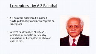 J receptors - by A S Painthal
• A S painthal discovered & named
“juxta-pulmonary capillary receptors or
J receptors
• In 1970 he described “J reflex” –
inhibition of somatic muscles by
stimulation of J receptors in alveolar
walls of cats
 