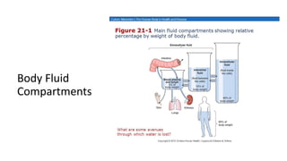 Body Fluid
Compartments
 