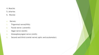 4. Muscles
5. Arteries
6. Mucosa
 Nerves:
1. Trigeminal nerve(fifth)
2. Facial nerve ( seventh)
3. Vagal nerve (tenth)
4. Glossopharyngeal nerve (ninth)
5. Second and third cranial nerve( optic and oculomotor)
 