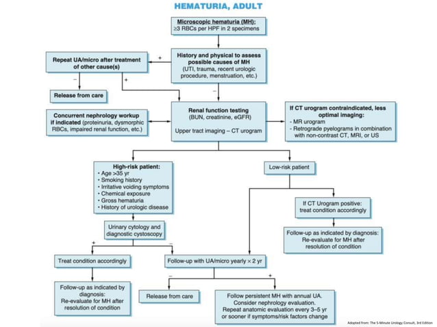 Approach to hematuria | PPTX | Blood Disorders | Diseases and Conditions