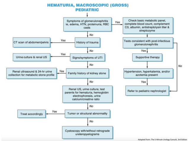 Approach to hematuria | PPTX | Blood Disorders | Diseases and Conditions