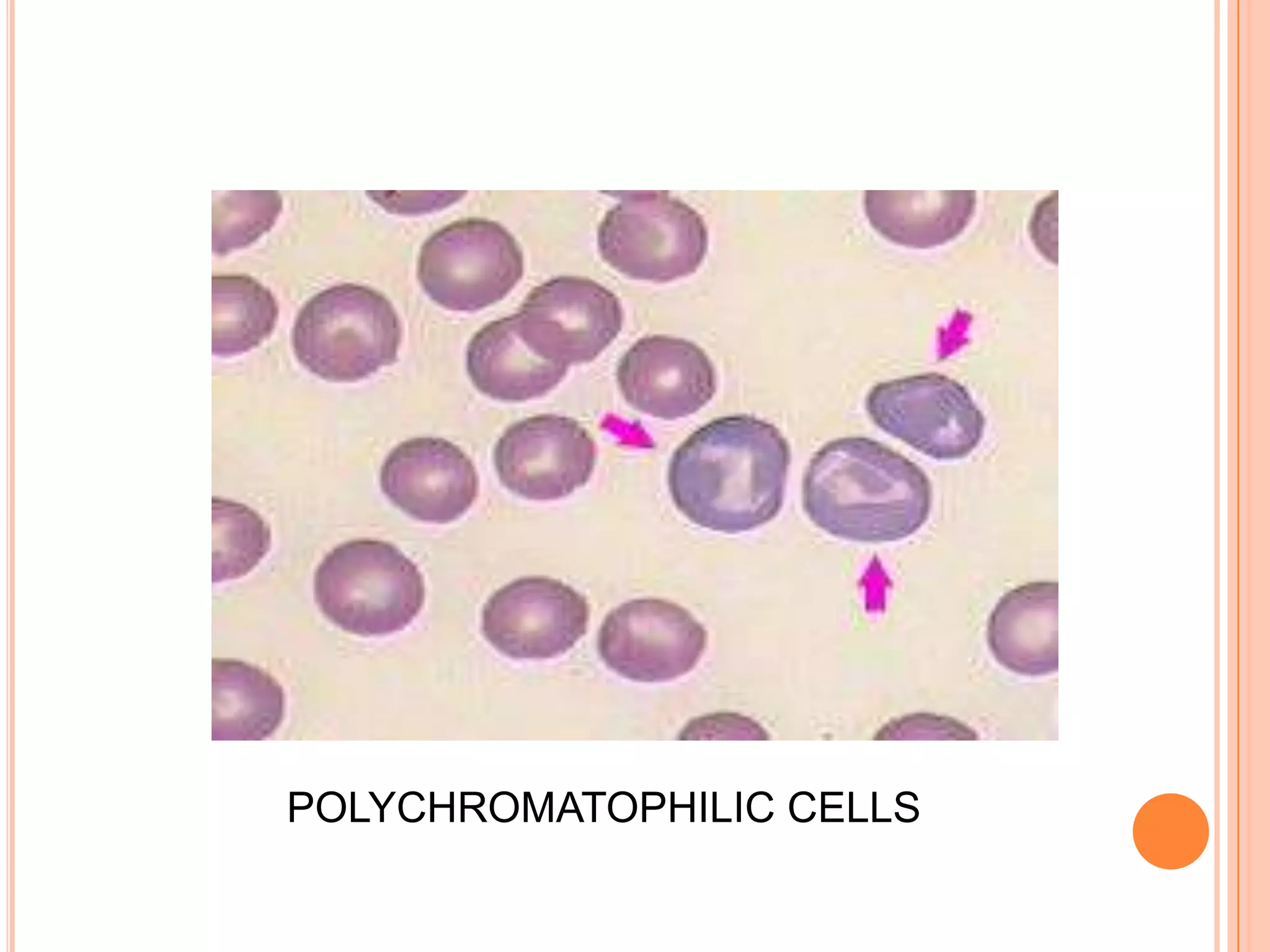 POLYCHROMATOPHILIC CELLS
 