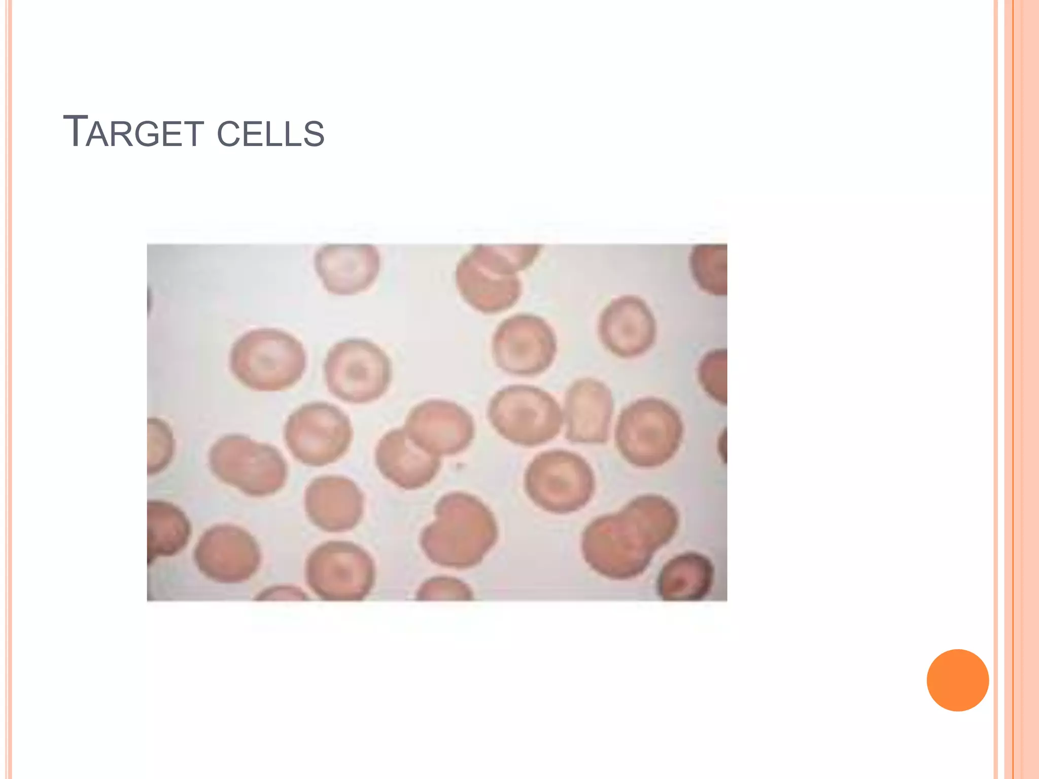 TARGET CELLS
 