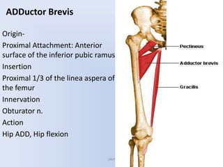 ADDuctor Brevis
Origin-
Proximal Attachment: Anterior
surface of the inferior pubic ramus
Insertion
Proximal 1/3 of the linea aspera of
the femur
Innervation
Obturator n.
Action
Hip ADD, Hip flexion
UMY
 