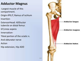 Adductor Magnus
-Largest muscle of this
compartment.
Origin-IPR,IT, Ramus of ischium
Insertion-
ExtensorHead: ADDuctor
tubercle on distal femur.
GT,Linea aspera
Innervation-
Tibial portion of the sciatic n.
And obturator nerve
Action
Hip extension, Hip ADD
UMY
 