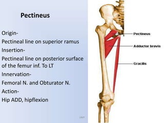 Pectineus
Origin-
Pectineal line on superior ramus
Insertion-
Pectineal line on posterior surface
of the femur inf. To LT
Innervation-
Femoral N. and Obturator N.
Action-
Hip ADD, hipflexion
UMY
 