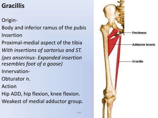 Gracillis
Origin-
Body and inferior ramus of the pubis
Insertion
Proximal-medial aspect of the tibia
With insertions of sartorius and ST.
(pes anserinus- Expanded insertion
resembles foot of a goose)
Innervation-
Obturator n.
Action
Hip ADD, hip flexion, knee flexion.
Weakest of medial adductor group.
UMY
 