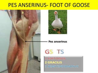 PES ANSERINUS- FOOT OF GOOSE
UMY
 