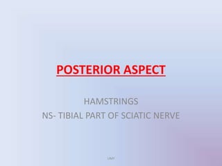 POSTERIOR ASPECT
HAMSTRINGS
NS- TIBIAL PART OF SCIATIC NERVE
UMY
 