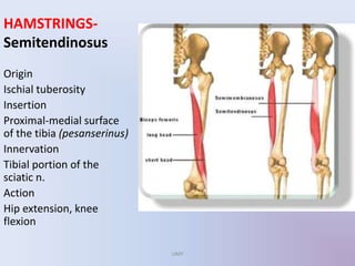 HAMSTRINGS-
Semitendinosus
Origin
Ischial tuberosity
Insertion
Proximal-medial surface
of the tibia (pesanserinus)
Innervation
Tibial portion of the
sciatic n.
Action
Hip extension, knee
flexion
UMY
 