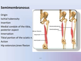 Semimembranosus
Origin
Ischial tuberosity
Insertion
Medial condyle of the tibia,
posterior aspect
Innervation
Tibial portion of the sciatic n.
Action
Hip extension,knee flexion
UMY
 