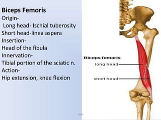 Biceps Femoris
Origin-
Long head- Ischial tuberosity
Short head-linea aspera
Insertion-
Head of the fibula
Innervation-
Tibial portion of the sciatic n.
Action-
Hip extension, knee flexion
UMY
 