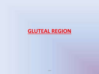 GLUTEAL REGION
UMY
 