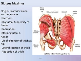 Gluteus Maximus
Origin- Posterior ilium,
sacrum,coccyx
Insertion-
ITB,gluteal tuberosity of
femur
Innervation-
Inferior gluteal n.
Action-
-Chief extensor of thigh at
hip
-Lateral rotation of thigh
-Abduction of thigh
UMY
 