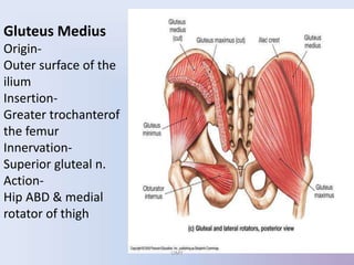 Gluteus Medius
Origin-
Outer surface of the
ilium
Insertion-
Greater trochanterof
the femur
Innervation-
Superior gluteal n.
Action-
Hip ABD & medial
rotator of thigh
UMY
 