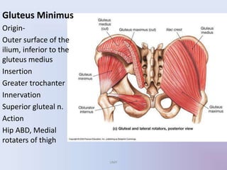 Gluteus Minimus
Origin-
Outer surface of the
ilium, inferior to the
gluteus medius
Insertion
Greater trochanter
Innervation
Superior gluteal n.
Action
Hip ABD, Medial
rotaters of thigh
UMY
 