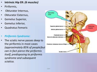 • Intrinsic Hip ER: (6 muscles)
• Piriformis,
• Obturator Internus,
• Obturator Externus,
• Gemelus Superior,
• Gemelus Inferior,
• Quadratus Femoris
• Piriformis Syndrome:
• The sciatic nerve passes deep to
the piriformis in most cases
(approximately 85% of people)but
can in fact pierce the piriformis
itself, predisposing to piriformis
syndrome and subsequent
sciatica.
UMY
 