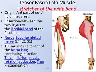 Tensor Fascia Lata Muscle-
"stretcher of the wide band"
• Origin- Ant part of outer
lip of iliac crest.
• Insertion-Between the
two layers of
the iliotibial band of the
fascia lata.
• Nerve-Superior gluteal
nerve (L4, L5, S1)
• TFL muscle is a tensor of
the fascia lata;
continuing its action-
Thigh - flexion, medial
rotation,abduction. Trun
k stabilization.
UMY
 