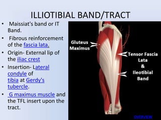 ILLIOTIBIAL BAND/TRACT
• Maissiat's band or IT
Band.
• Fibrous reinforcement
of the fascia lata.
• Origin- External lip of
the iliac crest
• Insertion- Lateral
condyle of
tibia at Gerdy's
tubercle.
• G maximus muscle and
the TFL insert upon the
tract.
UMY
OVERVIEW
 