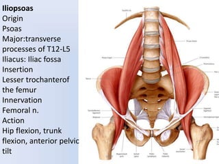 Iliopsoas
Origin
Psoas
Major:transverse
processes of T12-L5
Iliacus: Iliac fossa
Insertion
Lesser trochanterof
the femur
Innervation
Femoral n.
Action
Hip flexion, trunk
flexion, anterior pelvic
tilt UMY
 
