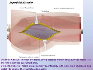 Cut the S.C tissue to reach the fascia over posterior margin of GT & incise fascia lata
there to enter the overlying bursa.
Divide the fibers of fascia lata proximally & anteriorly in the direction of ASIS, & also
distally to expose the vast,lateralis muscle.
UMY
 