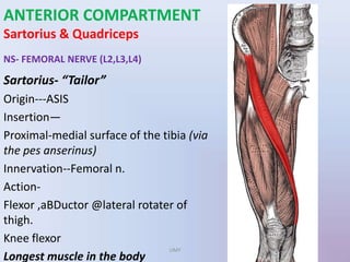ANTERIOR COMPARTMENT
Sartorius & Quadriceps
NS- FEMORAL NERVE (L2,L3,L4)
Sartorius- “Tailor”
Origin---ASIS
Insertion—
Proximal-medial surface of the tibia (via
the pes anserinus)
Innervation--Femoral n.
Action-
Flexor ,aBDuctor @lateral rotater of
thigh.
Knee flexor
Longest muscle in the body
UMY
 