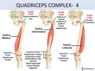 QUADRICEPS COMPLEX- 4
UMY
 