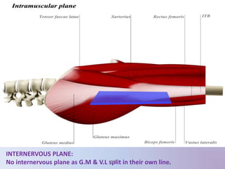 INTERNERVOUS PLANE:
No internervous plane as G.M & V.L split in their own line.UMY
 