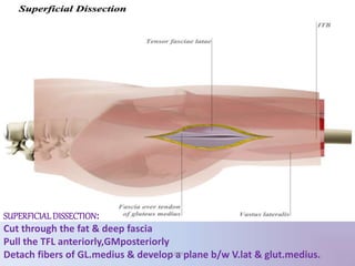 SUPERFICIALDISSECTION:
Cut through the fat & deep fascia
Pull the TFL anteriorly,GMposteriorly
Detach fibers of GL.medius & develop a plane b/w V.lat & glut.medius.UMY
 