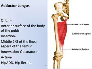 Adductor Longus
Origin-
Anterior surface of the body
of the pubis
Insertion-
Middle 1/3 of the linea
aspera of the femur
Innervation-Obturator n.
Action-
HipADD, Hip flexion
UMY
 
