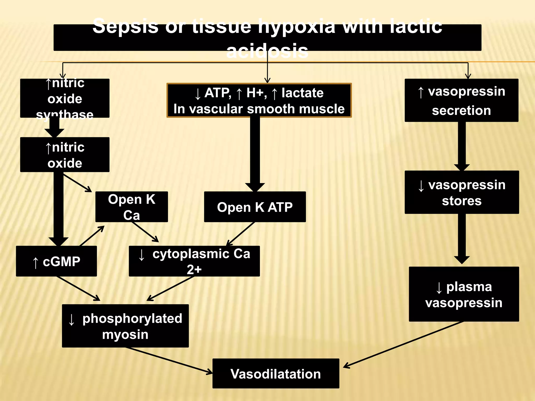 Sepsis or tissue hypoxia with lactic 
acidosis 
↓ ATP, ↑ H+, ↑ lactate 
In vascular smooth muscle 
↑nitric 
oxide 
synthase 
↑ vasopressin 
secretion 
↓ vasopressin 
stores 
↓ plasma 
vasopressin 
Open K ATP 
Vasodilatation 
↑nitric 
oxide 
Open K 
Ca 
↓ cytoplasmic Ca 
2+ 
↑ cGMP 
↓ phosphorylated 
myosin 
 