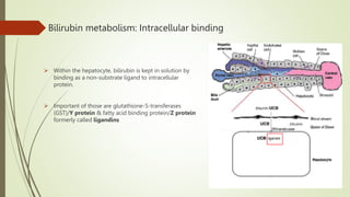 Bilirubin metabolism: Intracellular binding
 Within the hepatocyte, bilirubin is kept in solution by
binding as a non-substrate ligand to intracellular
protein.
 Important of those are glutathione-S-transferases
(GST)/Y protein & fatty acid binding protein/Z protein
formerly called ligandins
 