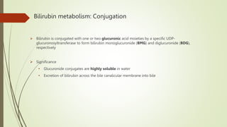 Bilirubin metabolism: Conjugation
 Bilirubin is conjugated with one or two glucuronic acid moieties by a specific UDP-
glucuronosyltransferase to form bilirubin monoglucuronide (BMG) and diglucuronide (BDG),
respectively
 Significance
• Glucuronide conjugates are highly soluble in water
• Excretion of bilirubin across the bile canalicular membrane into bile
 