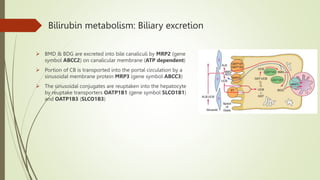 Bilirubin metabolism: Biliary excretion
 BMD & BDG are excreted into bile canaliculi by MRP2 (gene
symbol ABCC2) on canalicular membrane (ATP dependent)
 Portion of CB is transported into the portal circulation by a
sinusoidal membrane protein MRP3 (gene symbol ABCC3)
 The sinusoidal conjugates are reuptaken into the hepatocyte
by reuptake transporters OATP1B1 (gene symbol SLCO1B1)
and OATP1B3 (SLCO1B3)
 