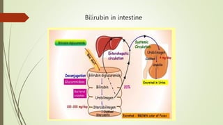 Bilirubin in intestine
 