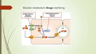 Bilirubin metabolism: Drugs interfering
UPTAKE inhibitors:
Rifampicin
Cyclosporine
CONJUGATION inhibitors:
Atazanavir
Indinavir
 